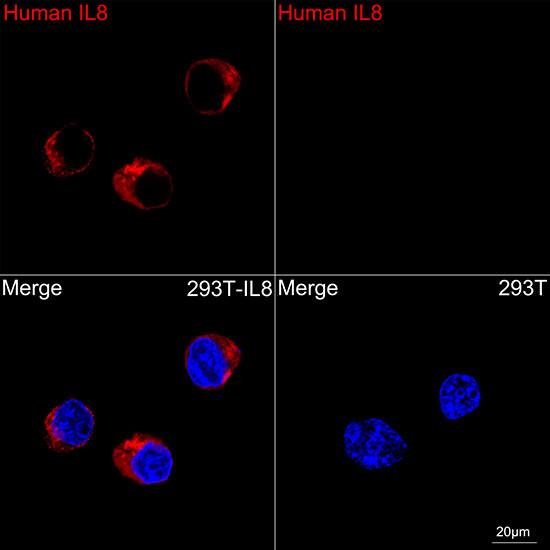 IL-8 (CXCL8) Antibody in Immunocytochemistry (ICC/IF)