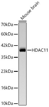 HDAC11 Antibody in Western Blot (WB)