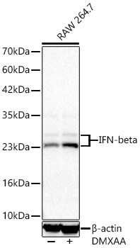 IFN beta Antibody in Western Blot (WB)
