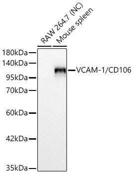 VCAM-1 Antibody in Western Blot (WB)