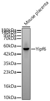 YIPF6 Antibody in Western Blot (WB)