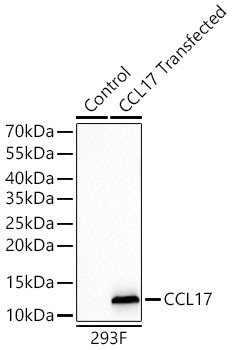 TARC Antibody in Western Blot (WB)