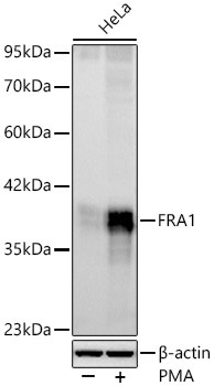 Fra1 Antibody in Western Blot (WB)