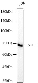 SGLT1 Antibody in Western Blot (WB)