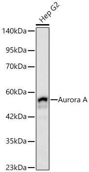 Aurora A Antibody in Western Blot (WB)