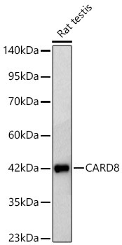 CARD8 Antibody in Western Blot (WB)