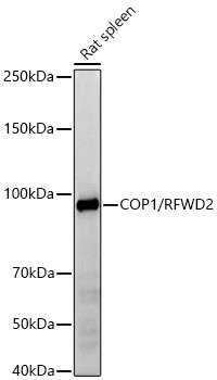 RFWD2 Antibody in Western Blot (WB)