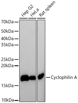 Cyclophilin A Antibody in Western Blot (WB)