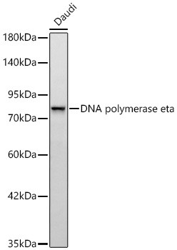 POLH Antibody in Western Blot (WB)