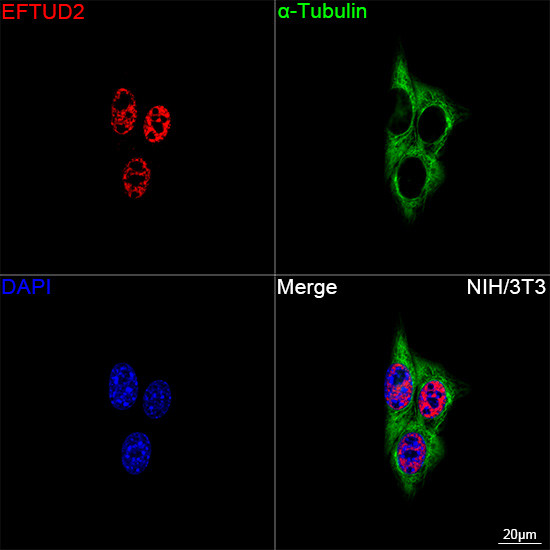 EFTUD2 Antibody in Immunocytochemistry (ICC/IF)