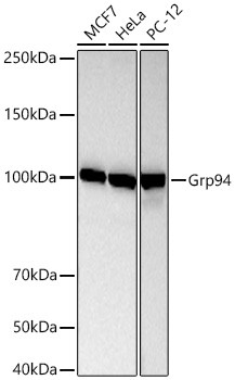 GRP94 Antibody in Western Blot (WB)