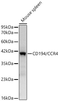 CCR4 Antibody in Western Blot (WB)