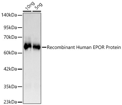 EpoR Antibody in Western Blot (WB)