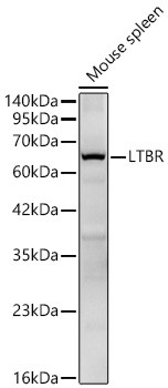 LTBR Antibody in Western Blot (WB)