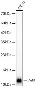 Ly-6E Antibody in Western Blot (WB)