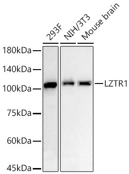 LZTR1 Antibody in Western Blot (WB)