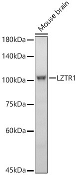 LZTR1 Antibody in Western Blot (WB)