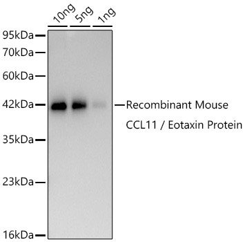 Eotaxin Antibody in Western Blot (WB)