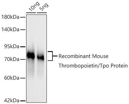 Thrombopoietin Antibody in Western Blot (WB)