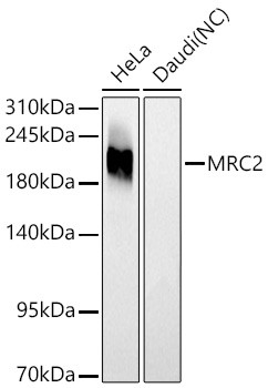 MRC2 Antibody in Western Blot (WB)