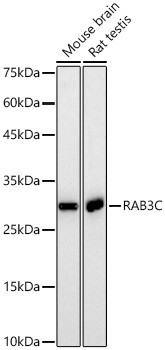 RAB3C Antibody in Western Blot (WB)