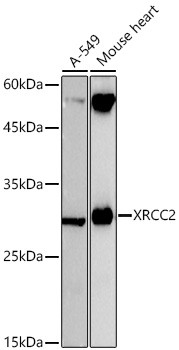 XRCC2 Antibody in Western Blot (WB)