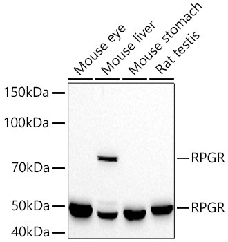 RPGR Antibody in Western Blot (WB)