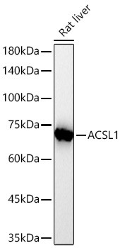 ACSL1 Antibody in Western Blot (WB)