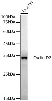 Cyclin D2 Antibody in Western Blot (WB)