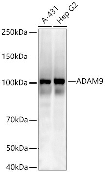 ADAM9 Antibody in Western Blot (WB)
