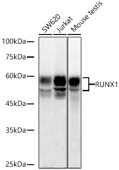RUNX1 Antibody in Western Blot (WB)