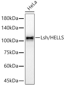 HELLS Antibody in Western Blot (WB)