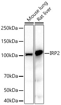 IREB2 Antibody in Western Blot (WB)