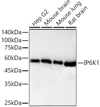 IP6K1 Antibody in Western Blot (WB)