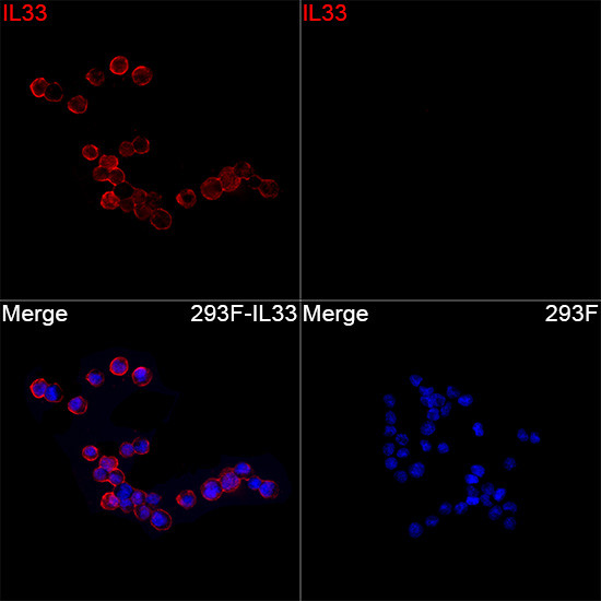 IL-33 Antibody in Immunocytochemistry (ICC/IF)