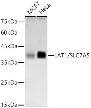 SLC7A5 Antibody in Western Blot (WB)