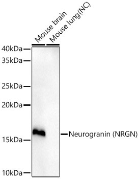 NRGN Antibody in Western Blot (WB)
