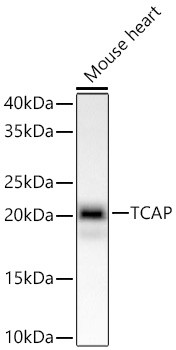 TCAP Antibody in Western Blot (WB)