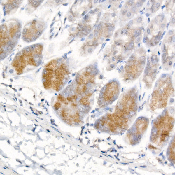 Pepsinogen I Antibody in Immunohistochemistry (Paraffin) (IHC (P))