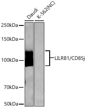 CD85j (ILT2) Antibody in Western Blot (WB)
