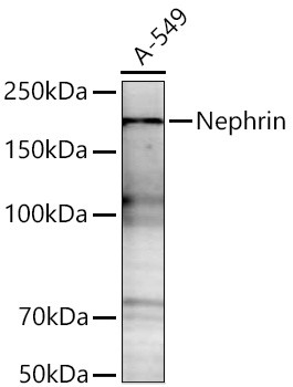 Nephrin Antibody in Western Blot (WB)