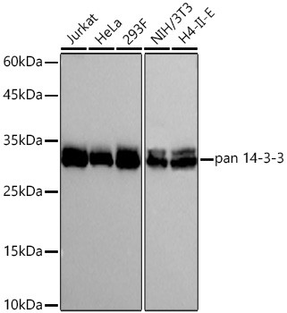 14-3-3 Pan Antibody in Western Blot (WB)