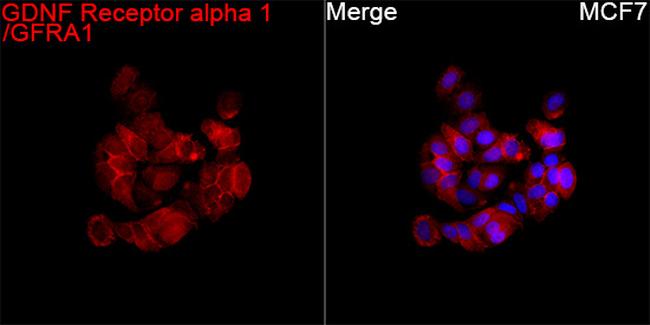 GFR alpha-1 Antibody in Immunocytochemistry (ICC/IF)