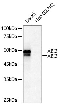 ABI3 Antibody in Western Blot (WB)