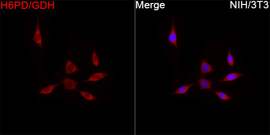 H6PD Antibody in Immunocytochemistry (ICC/IF)
