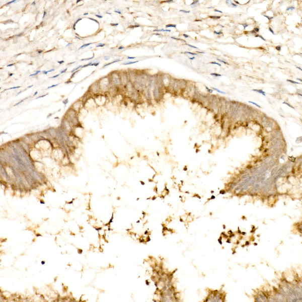 GOLGA4 Antibody in Immunohistochemistry (Paraffin) (IHC (P))