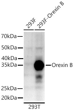Orexin B Antibody in Western Blot (WB)