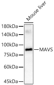 MAVS Antibody in Western Blot (WB)