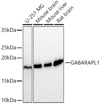 GABARAPL1 Antibody in Western Blot (WB)