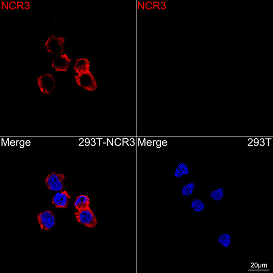NKp30 Antibody in Immunocytochemistry (ICC/IF)